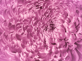 Floral  pink background. Flower  chrysanthemum close-up. Chrysanthemum petals. Nature.