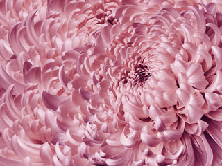 Floral  pink-purple  background. Flower chrysanthemum close-up. Chrysanthemum petals. Nature.