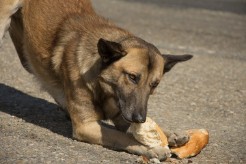  brown dog eat bread on the street