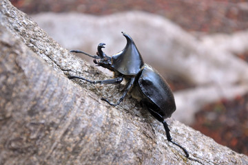 Rhinoceros Beetle Climbing Up a Tree