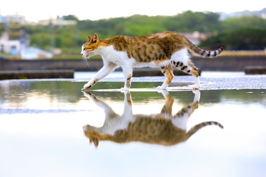 A cat walking on the water surface.