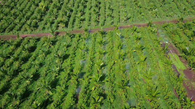 Aerial view over agricultural parcels in countryside. Cultivated land with coconut palm tree. Nature and agriculture concepts. 4K video taken from drone.