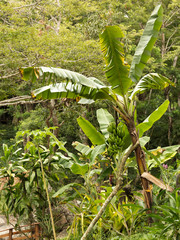 Banana Tree Fiji