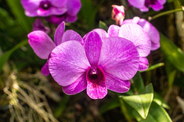 Naklejka na ściany i meble Beautiful orchid named Dendrobium family within the flower garden Ratchaburi Province of Thailand