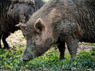 Couple of wild boar in nature.