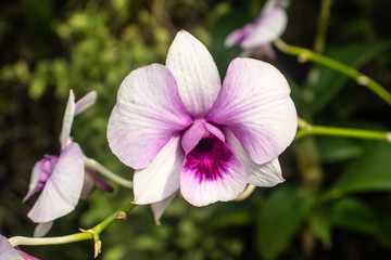 Beautiful orchid named Dendrobium family within the flower garden Ratchaburi Province of Thailand