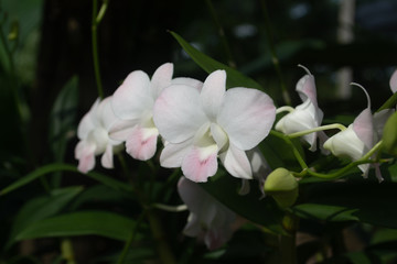 Beautiful orchid named Dendrobium family within the flower garden Ratchaburi Province of Thailand