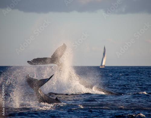 Humpback Whales Maui 2019 Pair Stock Photo And Royalty Free