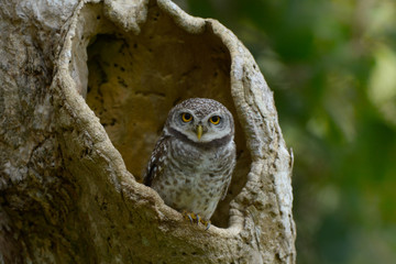 Spotted owlet in the wood hollow