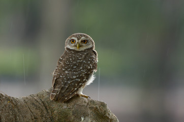 Spotted owlet in the wood hollow