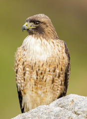 Red-tailed Hawk, Adult. Point Reyes National Seashore, Marin County, California, USA.