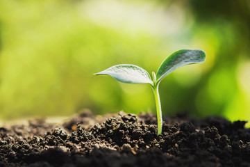 young plant new life growing in garden and sunlight