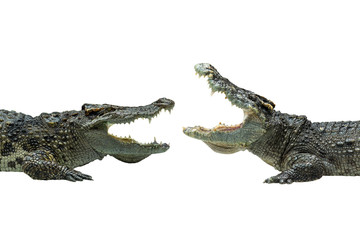 Crocodile isolated on white background