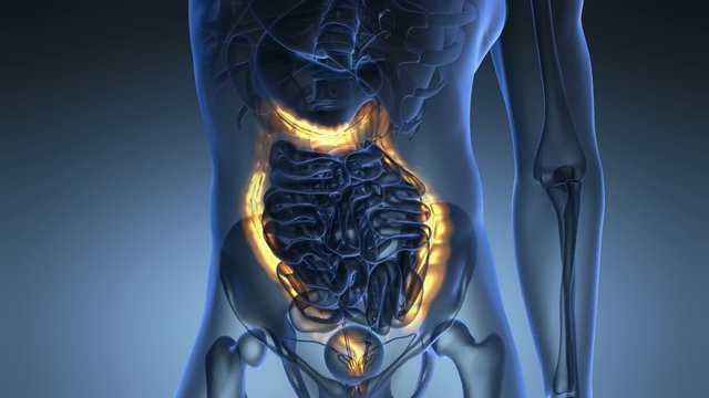 science anatomy scan of human colon glowing