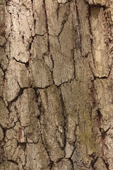 Tree texture wood natural wooden background close-up
