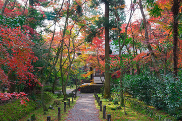 京都　地蔵院（竹の寺）の紅葉