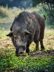 Big old white wild boar in nature.