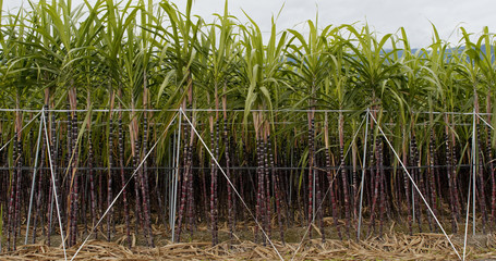Sugar cane farm