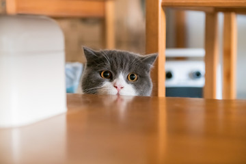 Cute British short-haired cat, indoor shooting