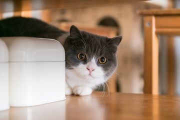 Cute British short-haired cat, indoor shooting