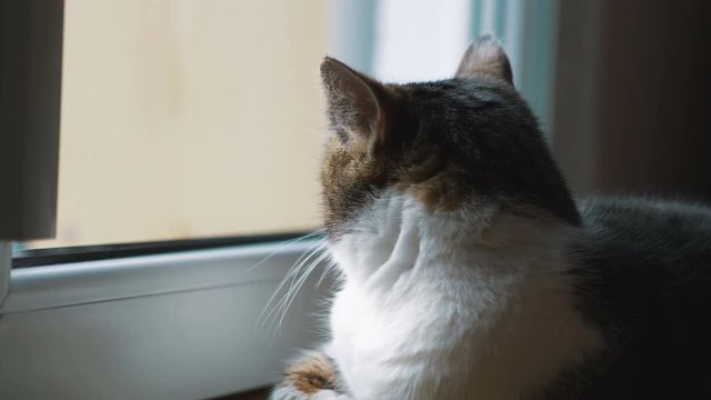 Cat looking through the window in 4k slow motion 60fps