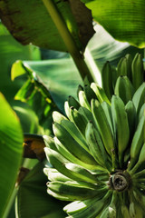 Obraz premium Banana tree with fruits 