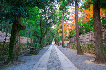 京都　大徳寺の参道と紅葉　　