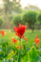 Majestic red canna lilies in an outdoor park