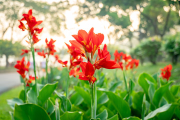 Majestic red canna lilies in an outdoor park - obrazy, fototapety, plakaty