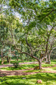 Several Trees Line the Dirt Path in Cubbon Park in Bangalore, India