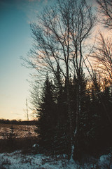Silhouetted Pine Trees in a Snowy Winter Landscape