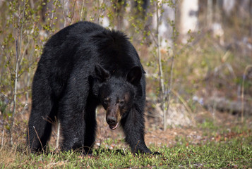 Fototapeta premium Schwarzbär wildlife