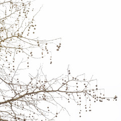 Silhouette of horse chestnuts hanging from a winter tree in a beautiful pattern; witer tree with horse chestnuts