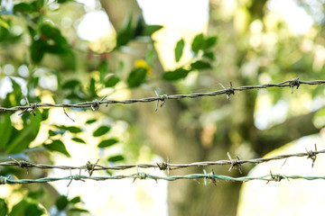 barbed wire plants