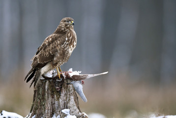 Common buzzard (Buteo buteo)