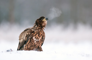 White tailed eagle (Haliaeetus albicilla)