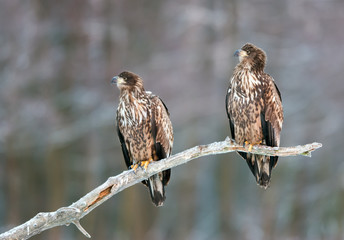 White tailed eagle (Haliaeetus albicilla)