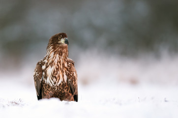 White tailed eagle (Haliaeetus albicilla)