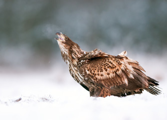 White tailed eagle (Haliaeetus albicilla)