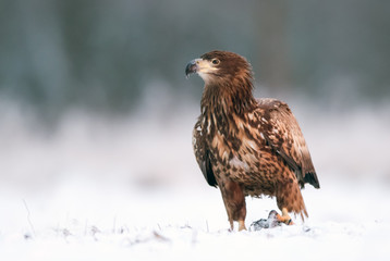 White tailed eagle (Haliaeetus albicilla)