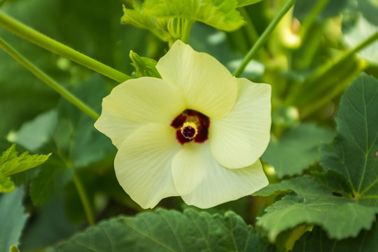 Beautiful Yellow Turnera Subulata Flower 