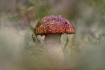 Leccinum aurantiacum (red-capped scaber stalk)