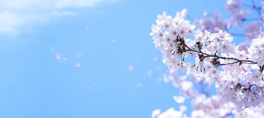 Foto auf Acrylglas Kirschblüten in voller Blüte am blauen Himmel © imagefuji