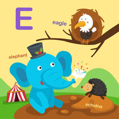 Illustration Isolated Alphabet Letter E-eagle,echidna,elephant.vector