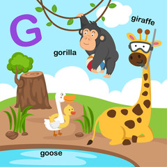 Obraz na płótnie Canvas Illustration Isolated Alphabet Letter G-giraffe,goose,gorilla.vector