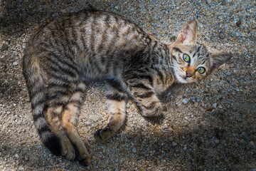 Kittens are curious, booked with wide eyes.