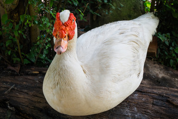 White Muscovy duck sitting on the wood