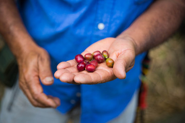 Coffee cherry beans in the hand of a farmer organic grown