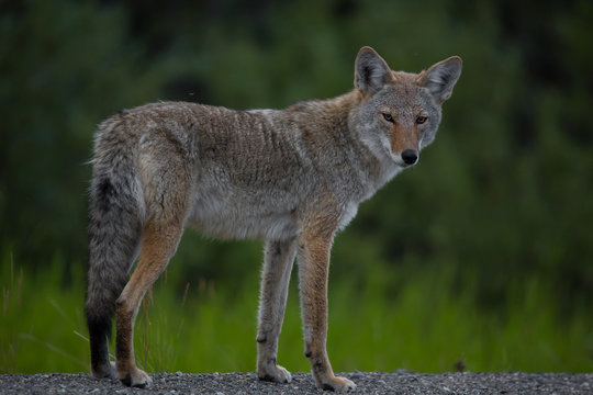 Kojote wildlife