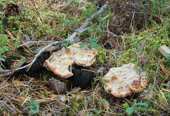 Young fruit bodies of bleeding tooth fungus, Hydnellum peckii